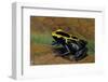 Dendrobates Tinctorius (Dyeing Poison Dart Frog)-Paul Starosta-Framed Photographic Print