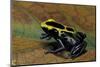 Dendrobates Tinctorius (Dyeing Poison Dart Frog)-Paul Starosta-Mounted Photographic Print