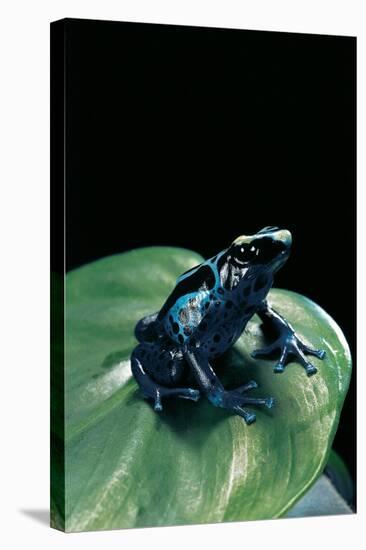 Dendrobates Tinctorius F. Agreja (Dyeing Poison Dart Frog)-Paul Starosta-Stretched Canvas