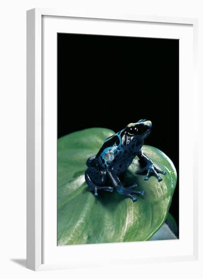 Dendrobates Tinctorius F. Agreja (Dyeing Poison Dart Frog)-Paul Starosta-Framed Photographic Print