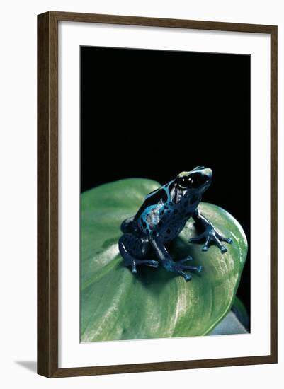 Dendrobates Tinctorius F. Agreja (Dyeing Poison Dart Frog)-Paul Starosta-Framed Photographic Print