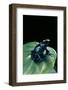 Dendrobates Tinctorius F. Agreja (Dyeing Poison Dart Frog)-Paul Starosta-Framed Photographic Print