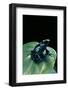 Dendrobates Tinctorius F. Agreja (Dyeing Poison Dart Frog)-Paul Starosta-Framed Photographic Print