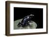 Dendrobates Tinctorius F. Agreja (Dyeing Poison Dart Frog)-Paul Starosta-Framed Photographic Print