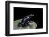 Dendrobates Tinctorius F. Agreja (Dyeing Poison Dart Frog)-Paul Starosta-Framed Photographic Print