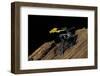 Dendrobates Tinctorius F. Brazil (Dyeing Poison Dart Frog)-Paul Starosta-Framed Photographic Print