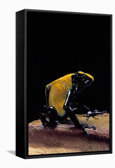 Dendrobates Tinctorius F. Citronella (Dyeing Poison Dart Frog)-Paul Starosta-Framed Stretched Canvas
