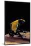 Dendrobates Tinctorius F. Citronella (Dyeing Poison Dart Frog)-Paul Starosta-Mounted Photographic Print