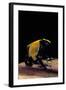 Dendrobates Tinctorius F. Citronella (Dyeing Poison Dart Frog)-Paul Starosta-Framed Photographic Print
