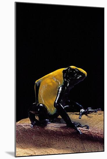 Dendrobates Tinctorius F. Citronella (Dyeing Poison Dart Frog)-Paul Starosta-Mounted Photographic Print