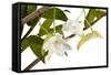 Dendrobium Arcuatum-Fabio Petroni-Framed Stretched Canvas