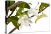 Dendrobium Arcuatum-Fabio Petroni-Stretched Canvas