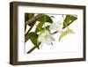 Dendrobium Arcuatum-Fabio Petroni-Framed Photographic Print