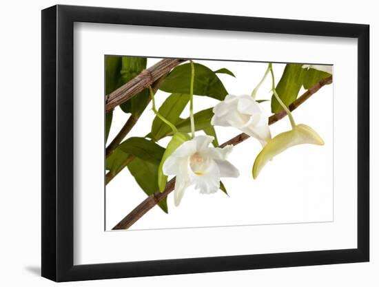 Dendrobium Arcuatum-Fabio Petroni-Framed Photographic Print