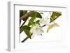 Dendrobium Arcuatum-Fabio Petroni-Framed Photographic Print