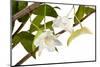 Dendrobium Arcuatum-Fabio Petroni-Mounted Photographic Print