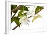 Dendrobium Arcuatum-Fabio Petroni-Framed Photographic Print