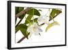 Dendrobium Arcuatum-Fabio Petroni-Framed Photographic Print