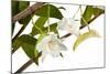 Dendrobium Arcuatum-Fabio Petroni-Mounted Photographic Print