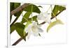 Dendrobium Arcuatum-Fabio Petroni-Framed Photographic Print