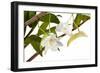 Dendrobium Arcuatum-Fabio Petroni-Framed Photographic Print