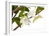 Dendrobium Arcuatum-Fabio Petroni-Framed Photographic Print