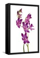 Dendrobium Berry Oda1-Fabio Petroni-Framed Stretched Canvas