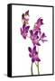 Dendrobium Berry Oda1-Fabio Petroni-Framed Stretched Canvas