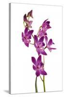 Dendrobium Berry Oda1-Fabio Petroni-Stretched Canvas