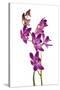 Dendrobium Berry Oda1-Fabio Petroni-Stretched Canvas