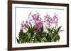 Dendrobium Berry Oda1-Fabio Petroni-Framed Photographic Print