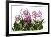 Dendrobium Berry Oda1-Fabio Petroni-Framed Photographic Print