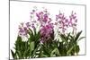 Dendrobium Berry Oda1-Fabio Petroni-Mounted Photographic Print