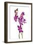 Dendrobium Berry Oda1-Fabio Petroni-Framed Photographic Print