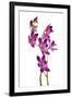 Dendrobium Berry Oda1-Fabio Petroni-Framed Photographic Print