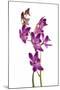 Dendrobium Berry Oda1-Fabio Petroni-Mounted Photographic Print