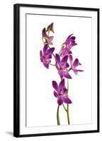 Dendrobium Berry Oda1-Fabio Petroni-Framed Photographic Print