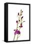 Dendrobium Berry Oda2-Fabio Petroni-Framed Stretched Canvas