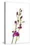 Dendrobium Berry Oda2-Fabio Petroni-Stretched Canvas