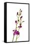 Dendrobium Berry Oda2-Fabio Petroni-Framed Stretched Canvas