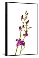 Dendrobium Berry Oda2-Fabio Petroni-Framed Stretched Canvas