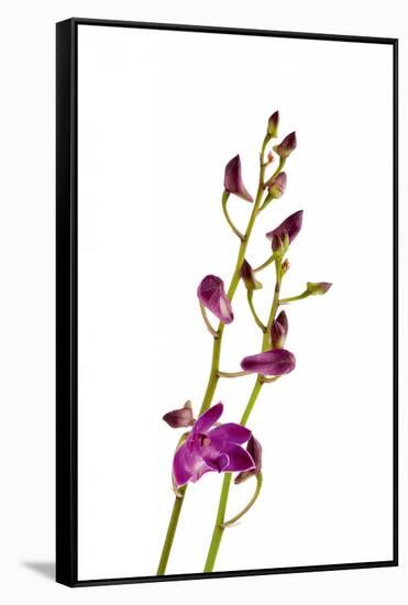 Dendrobium Berry Oda2-Fabio Petroni-Framed Stretched Canvas