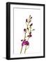 Dendrobium Berry Oda2-Fabio Petroni-Framed Photographic Print