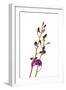 Dendrobium Berry Oda2-Fabio Petroni-Framed Photographic Print
