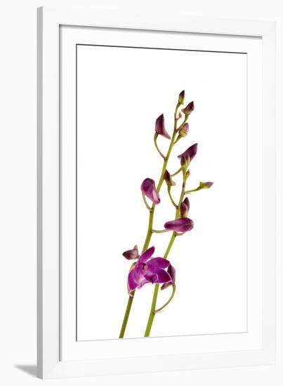 Dendrobium Berry Oda2-Fabio Petroni-Framed Photographic Print