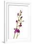 Dendrobium Berry Oda2-Fabio Petroni-Framed Photographic Print