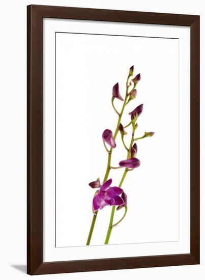 Dendrobium Berry Oda2-Fabio Petroni-Framed Photographic Print