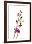 Dendrobium Berry Oda2-Fabio Petroni-Framed Photographic Print