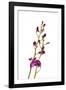 Dendrobium Berry Oda2-Fabio Petroni-Framed Photographic Print