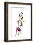 Dendrobium Berry Oda2-Fabio Petroni-Framed Photographic Print